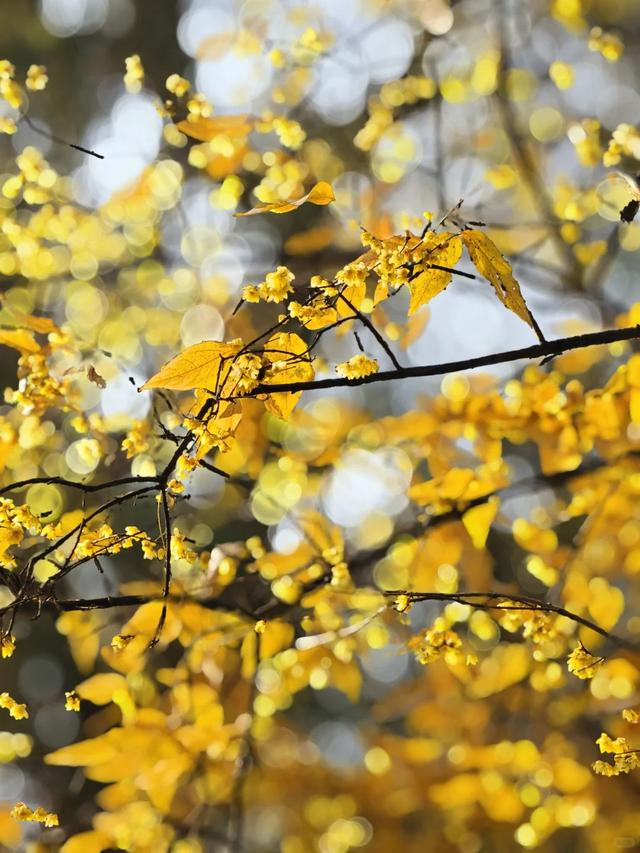 周末一日游 | 西安冬日8个免费赏腊梅好去处