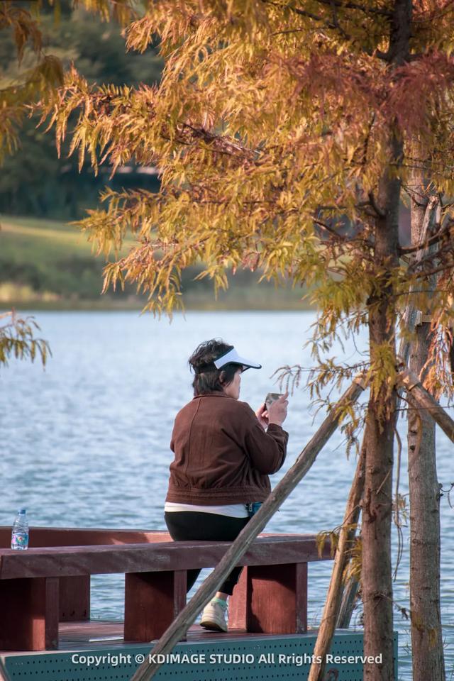 深圳秋日限定:三处落羽杉秘境,邂逅南国绚烂!