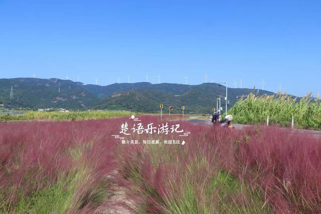 浙江宁波的港湾粉黛花海，山海风情很浓但游客不多，其实相当美丽
