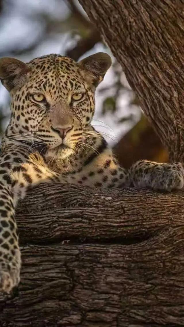 2026封神旅行清单！非洲五国（南非/东非）23天狂野之旅，太顶了