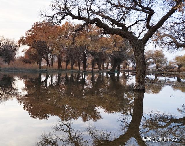 额济纳今年没有金胡杨，有的是创新的套路（1）