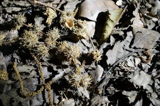 秋天不这样玩一遭，白来人间一整年