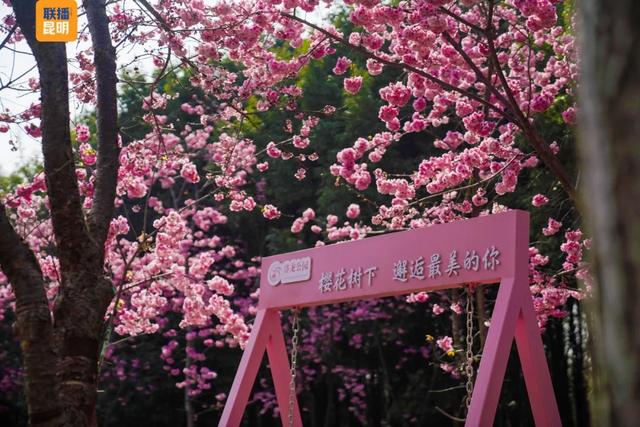 在樱花树下,看见春天!2026洛龙公园第三届樱花节开幕首日迎5万人次打卡