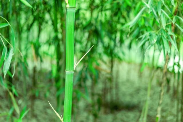 属虎的人，一定要躲开这个人	，是你一辈子的克星，一定要远离他！