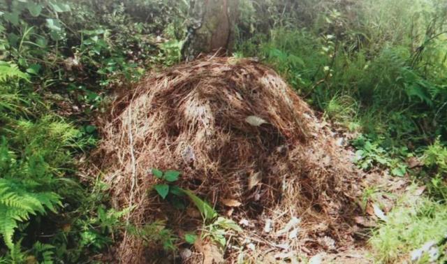 女子徒步误将蛇窝当“野生蹦床”？网友认为是过山峰！你觉得呢？