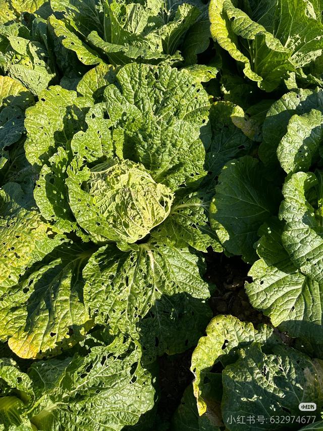 菜贩子打死不说的秘密：买白菜，别看个头翻过来瞅一眼“屁股”