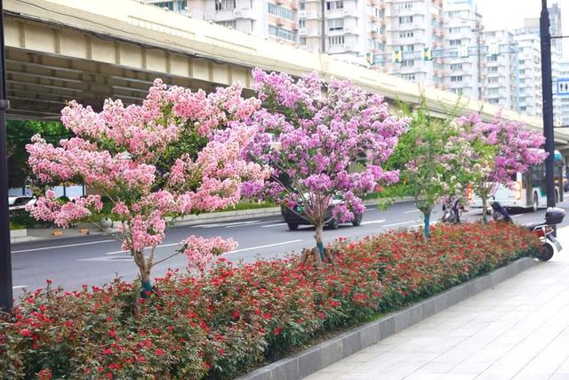 别再问去哪赏花了，徐汇这些地方已美翻！