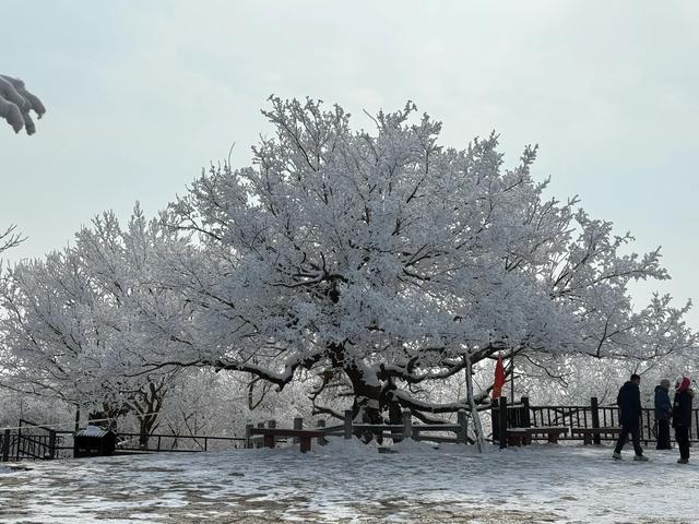 首遇云台山的雪凇美景