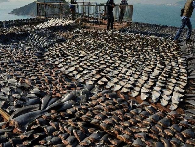 从海鲜摊到餐桌：美国鲨鱼肉标注错误威胁生态与健康