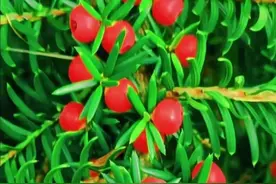 红豆杉是一种中国特有的珍稀植物，被称为植物界的“熊猫”图片