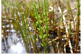 节节草是什么？提醒：老年人用它来泡脚，或能解决多年“老问题”图片