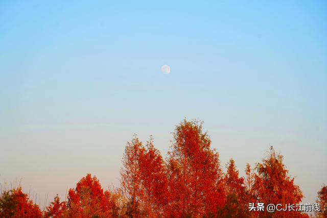 河南淮滨：地标上的乌龙港红杉林