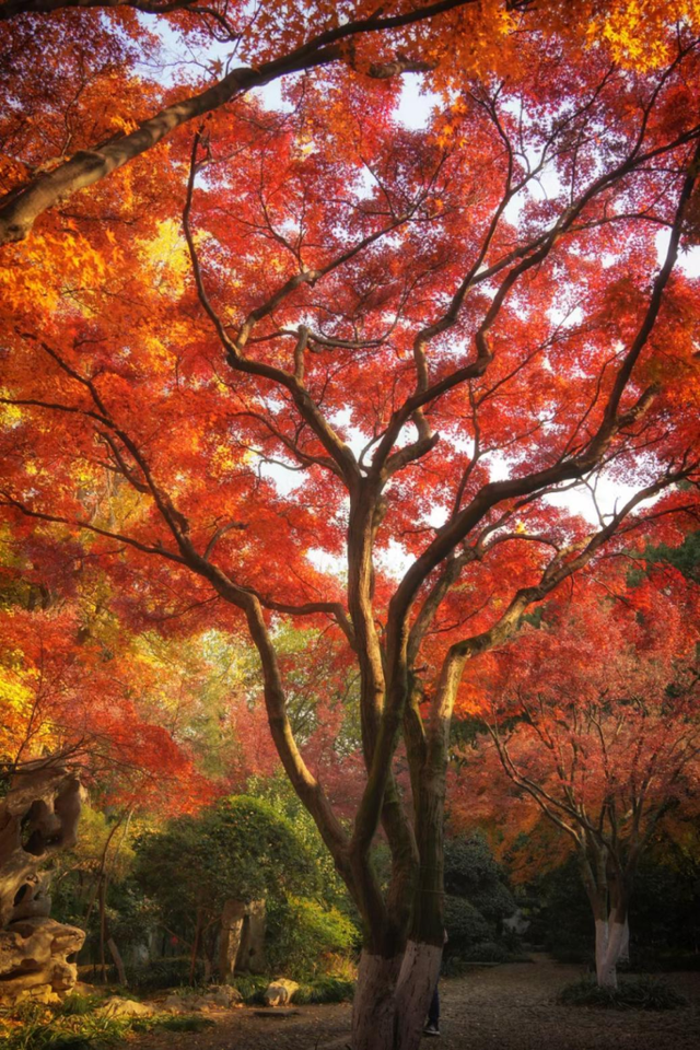 苏州秋天打卡线路推荐→