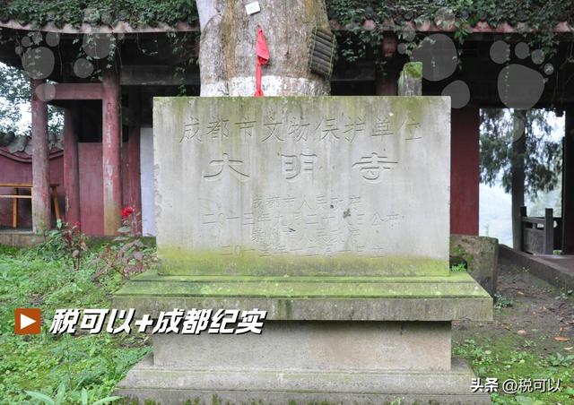 走进崇州大明寺，被两棵1500岁的楠树震撼到了！