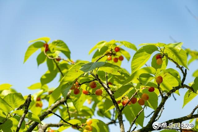 西乡2.3万余亩樱桃抢鲜上市 采摘季首日人气爆棚