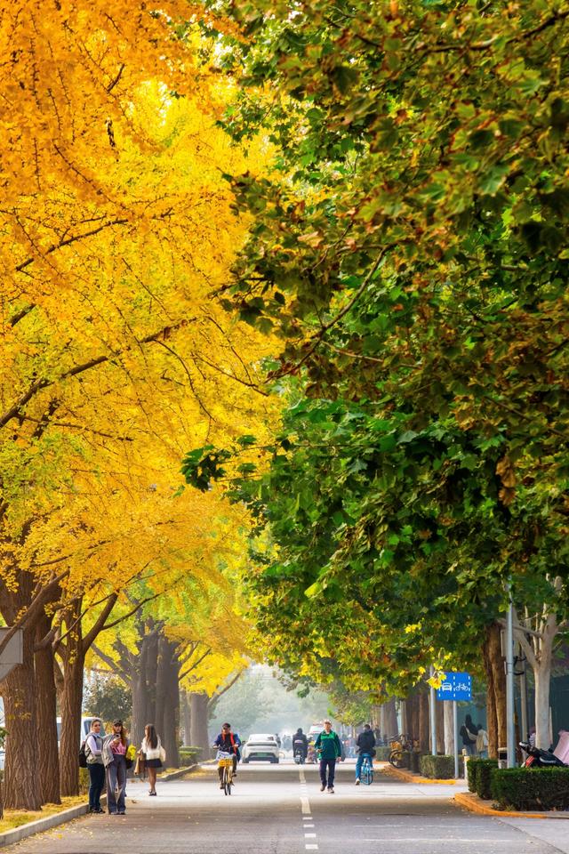 夏未走秋已至，北京半黄半绿的银杏大道，三里屯还是太时尚了！