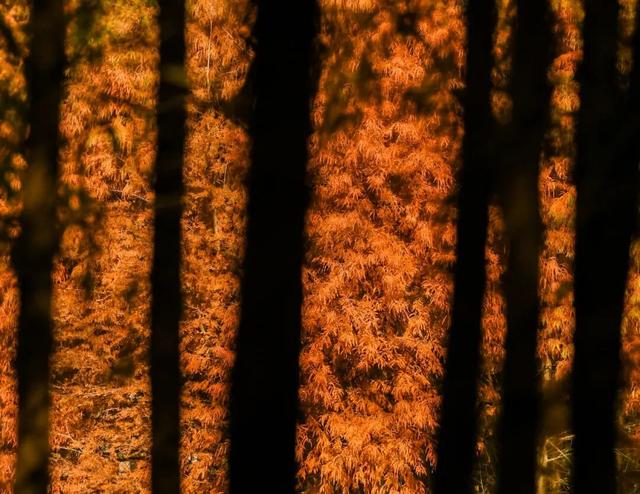 超出片！在这里一键解锁限定杉色