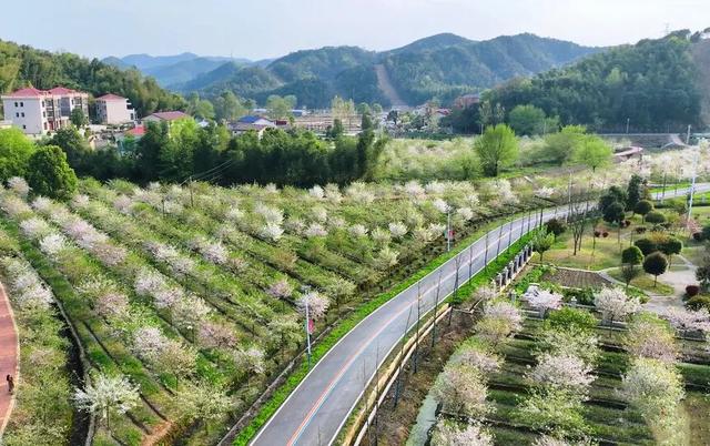 岳阳这条路美出了名！