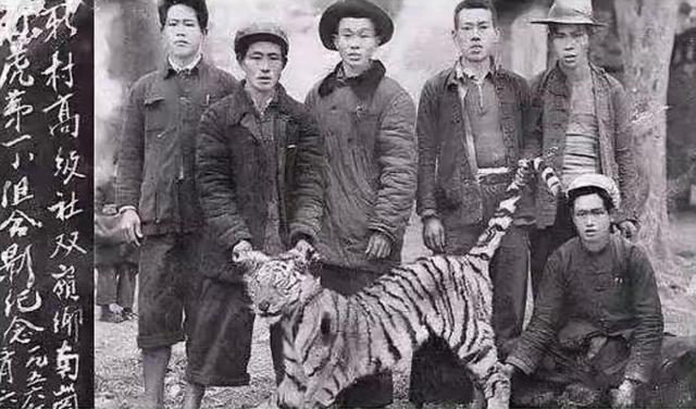 厦门植物园百花厅内有一打虎洞，在1925年，有一只老虎在此被打死