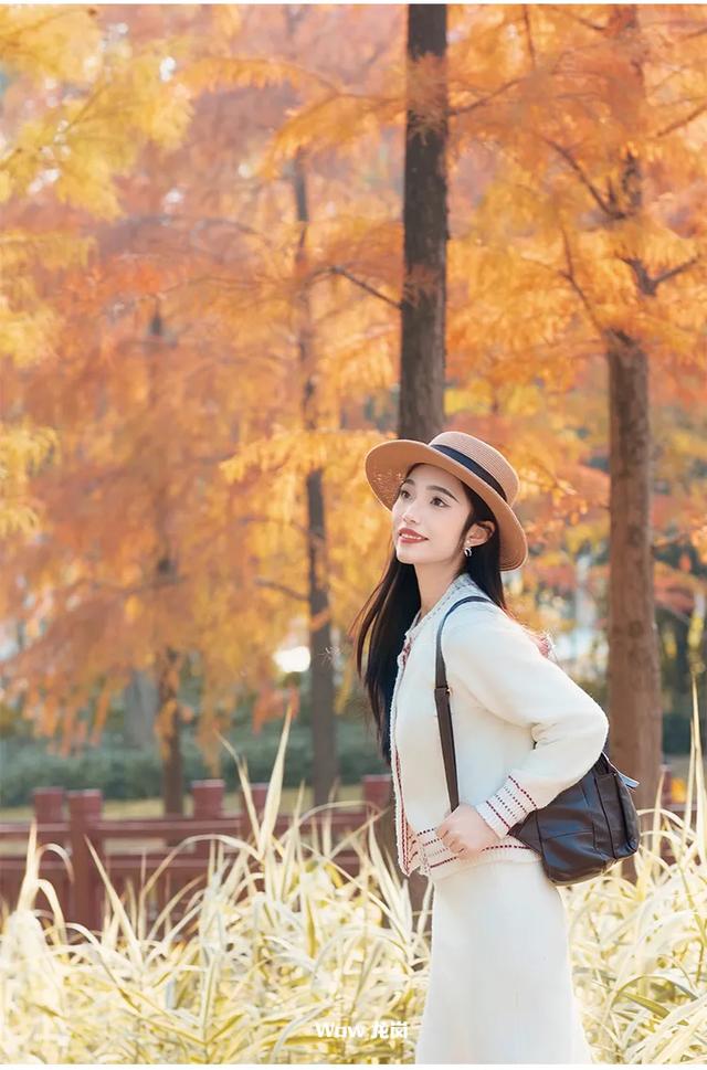 红了！龙岗落羽杉进入最佳观赏期！最全打卡攻略→