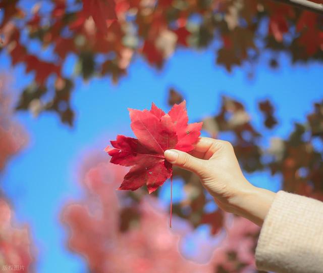 大爱！长沙岳麓山红枫如火，我却喜欢湘江边这2个免费枫叶大道