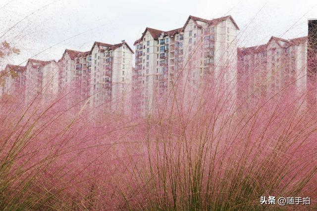秋季限定浪漫，上海闵行这片粉黛乱子宛如油画中风景