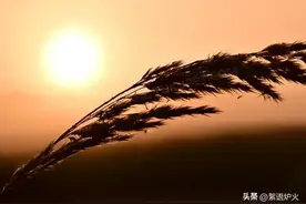 再忙也要背下这首诗：生活终究是苦的，我们也只有做到苦中作乐！图片