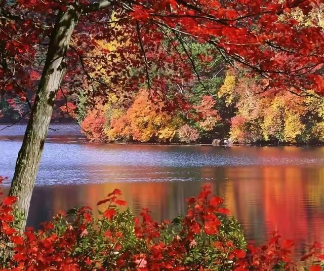 李生丨红色印记 第四十三集 《秋日里的亮子河 自然的梦幻绮境》