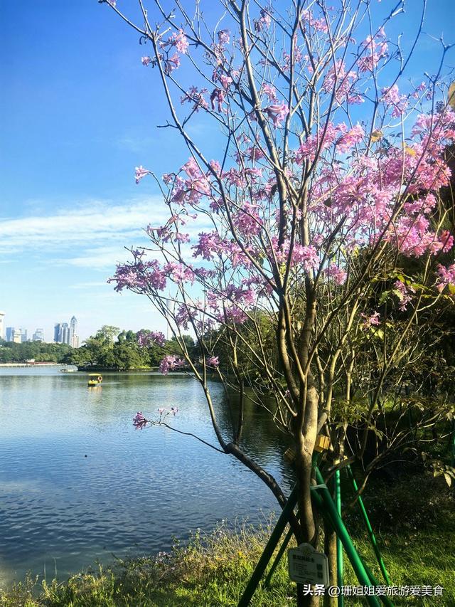 广州暖冬藏“绿韵”，漫步东山湖，畔塔影摇，解锁南北迥异的冬韵