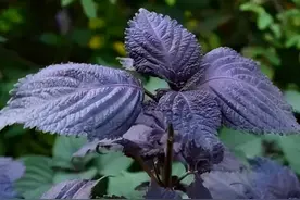 “紫苏”是个宝，用它来泡水喝，或能帮助解决这5个问题图片