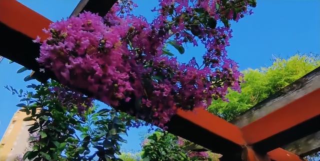 大美泌阳：梁河两岸 繁花盈岸