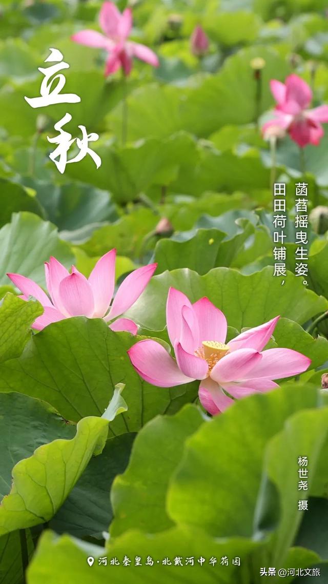 今日立秋！用河北绝美画卷开启秋天第一页
