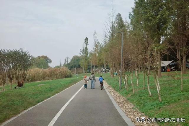 冬日遛娃就去长沙“济州岛”！水杉染红，芦苇摇浪，0元解锁 “橘子海” 日落