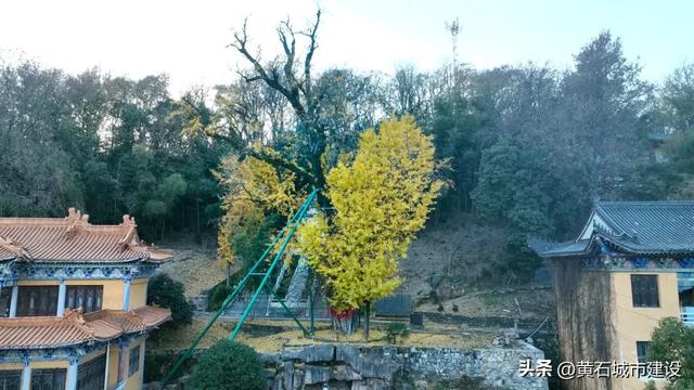最大1600岁!黄石这几棵银杏王 你都打卡了吗?