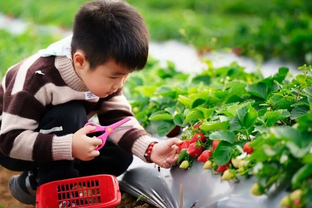 一起来肇庆摘果果！GO、GO、GO……