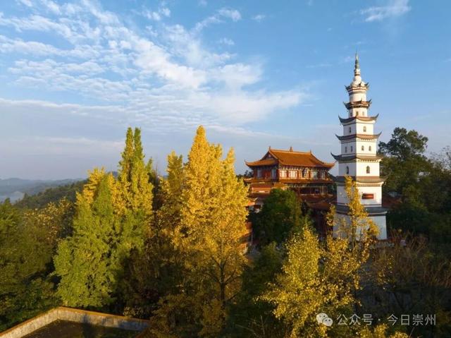 速来→崇州正上演初冬金色浪漫大片！