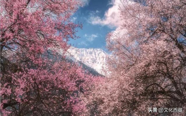 下月即将开爆！这才是 “中国最美春天”，一年仅20天可遇！