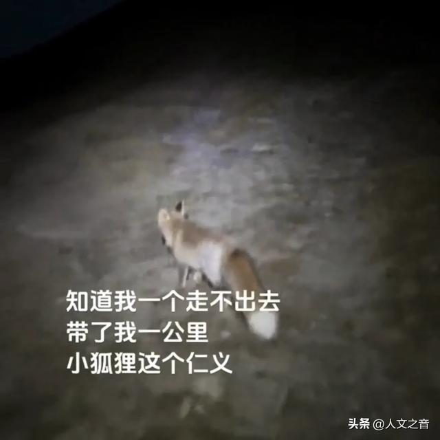 国庆假期奇闻：被困五台山偶遇狐狸引路