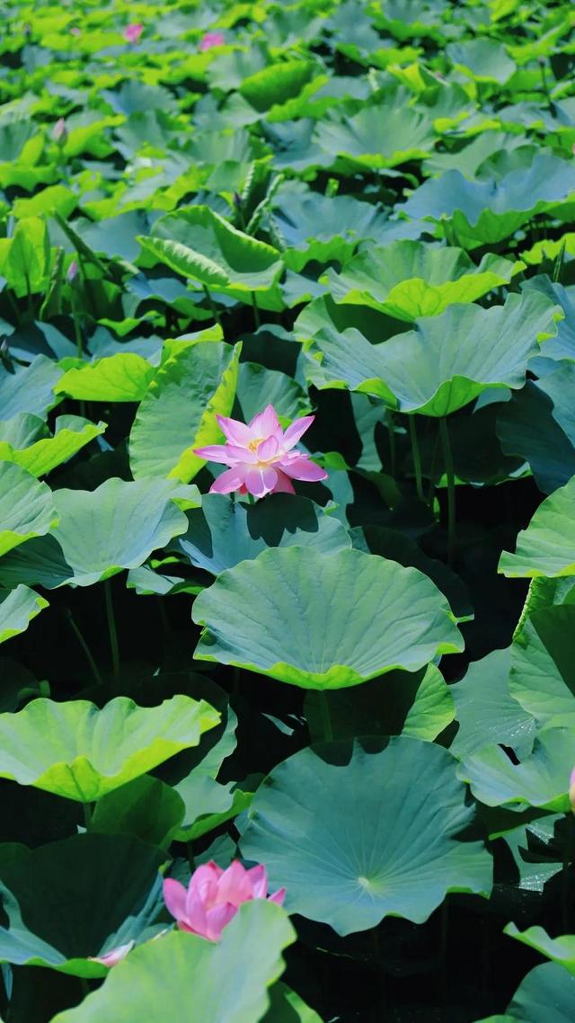 美丽西和 “荷”你有约