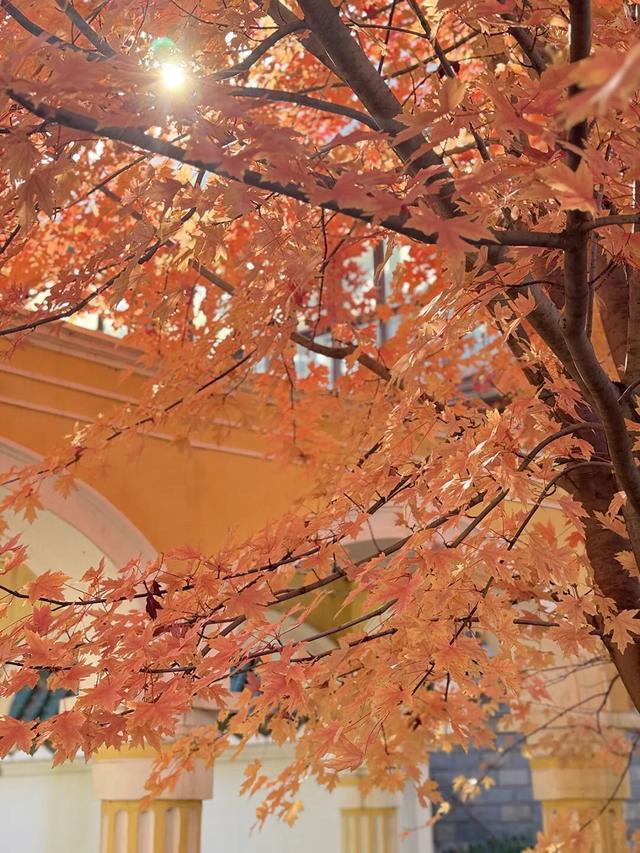 谁懂啊？这里的红枫，才是秋日“天花板”！