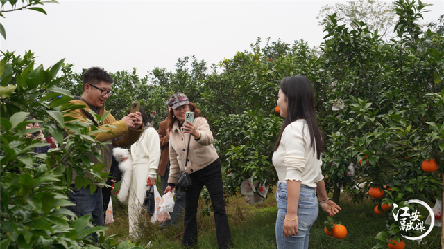 泸州“网红”漫游江安 乐享安逸时光