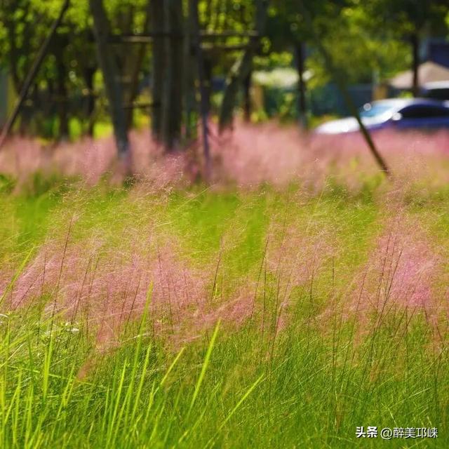 花漾邛州 | 秋日限定美景，粉黛登场！