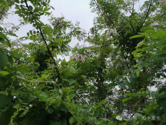 莱阳记忆：初夏登娘娘山