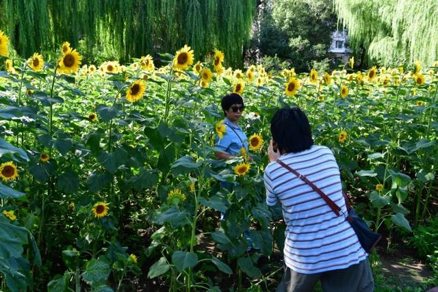 向日葵与绣球进入盛花期，快来哈尔滨市儿童公园打卡