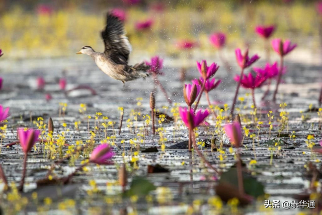 一期一会！泰国那空沙旺府万亩红莲盛开，邀游客共赏美景！