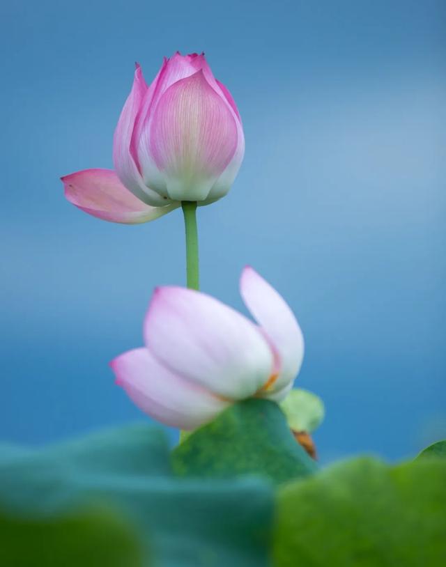 “妈，你的荷花头像可以换了”