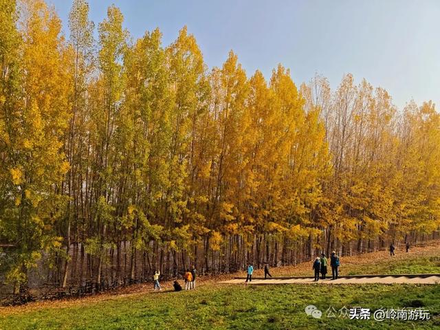 从西安出发1小时,隐藏在高陵河堤路边水上森林,美的令人窒息!