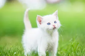 小猫出生多久适合抱回家养？什么时候是领养小猫的好时机图片