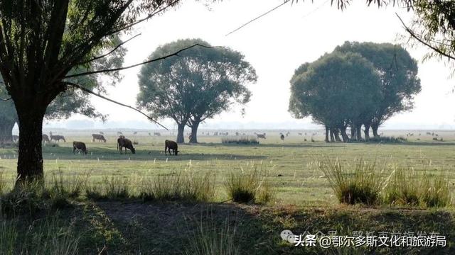 鄂托克前旗：闯进现实版绿野仙踪 邂逅巴彦希泊日草原