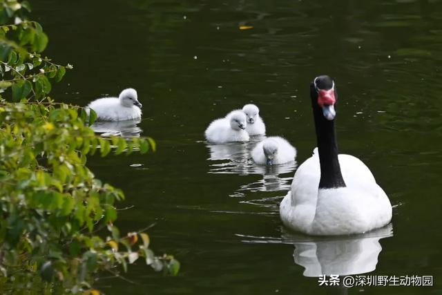 落羽杉红了,天鹅宝宝也出窝啦!